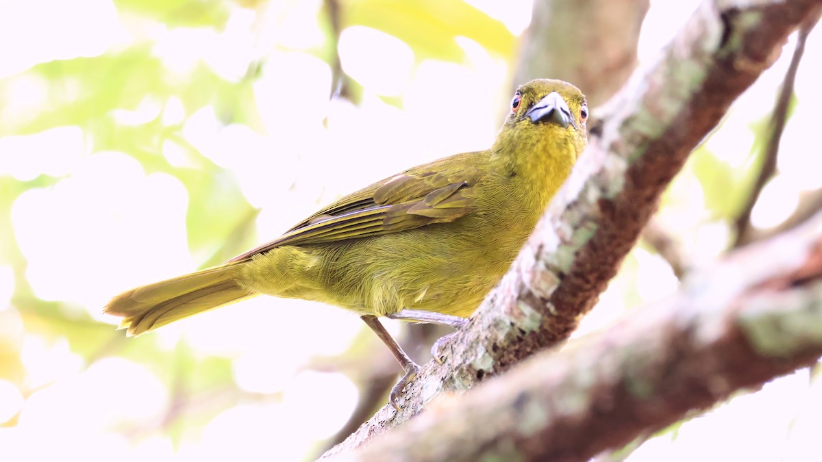 Yellow-lored Tanager - ML630132799