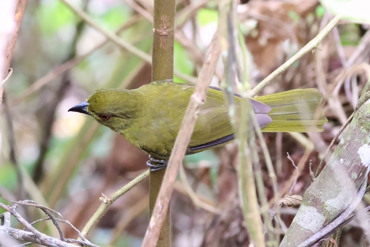 Yellow-lored Tanager - ML630132800