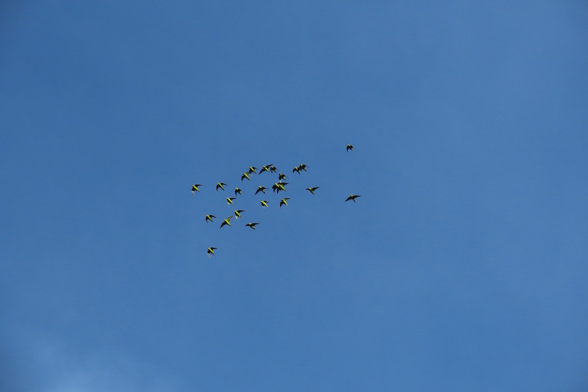 Barred Parakeet - ML630132916