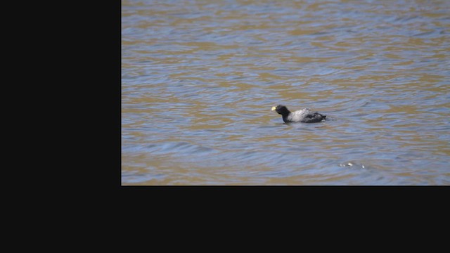 American Coot - ML630133250