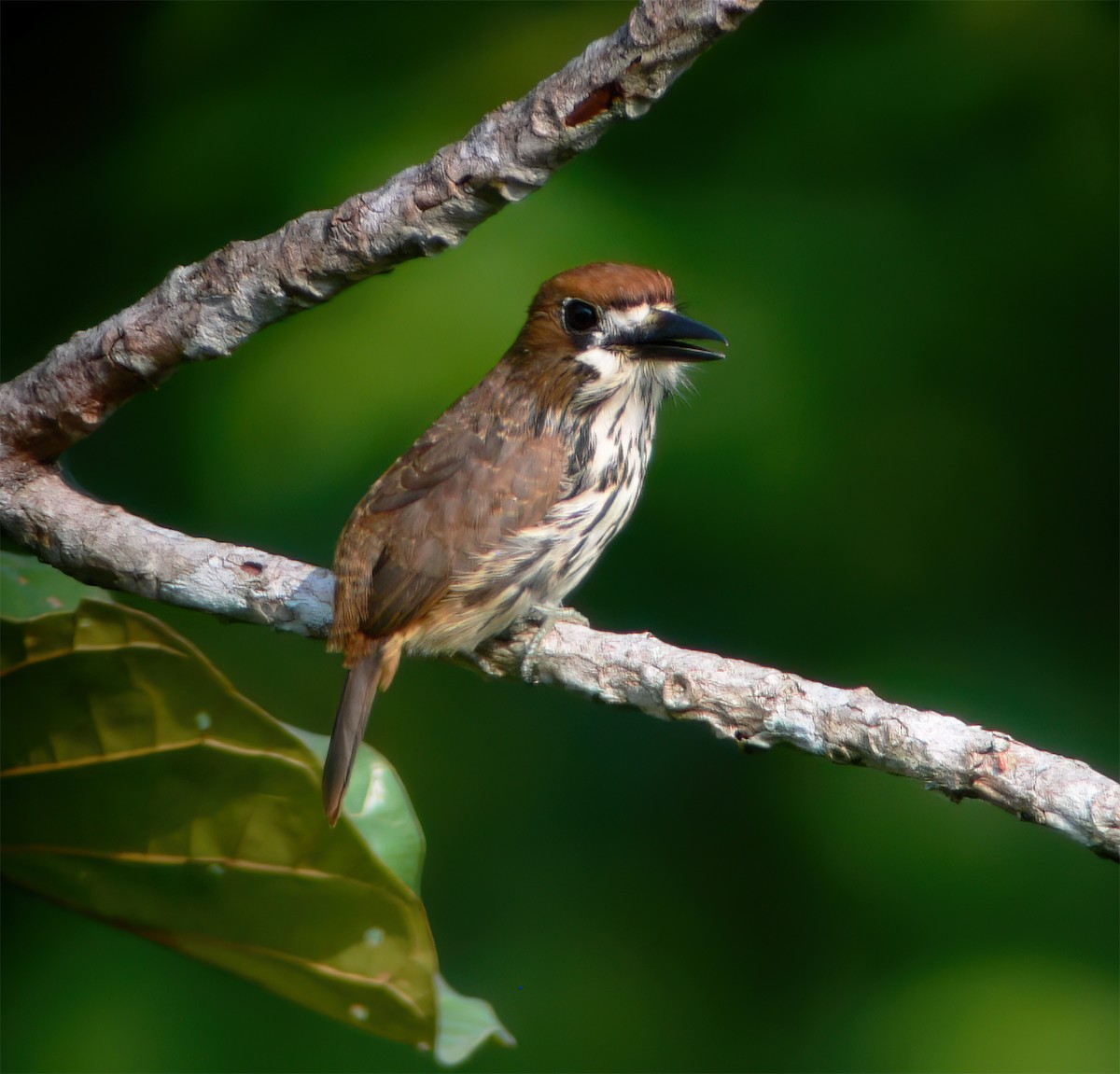 Лінивка мала - ML630133340