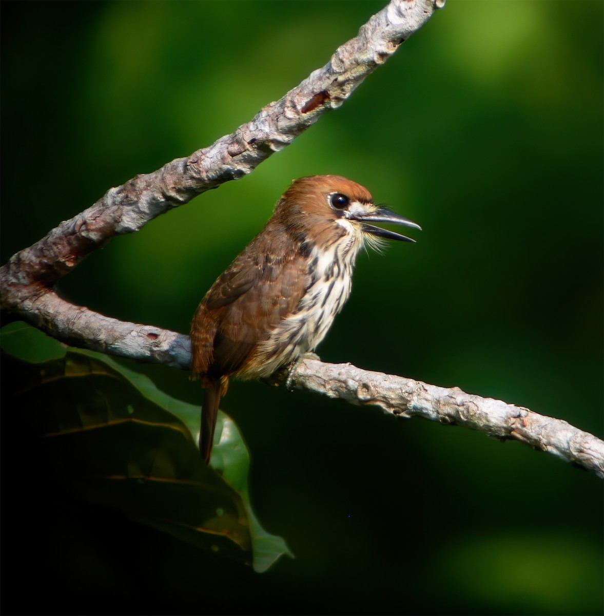 Лінивка мала - ML630133341