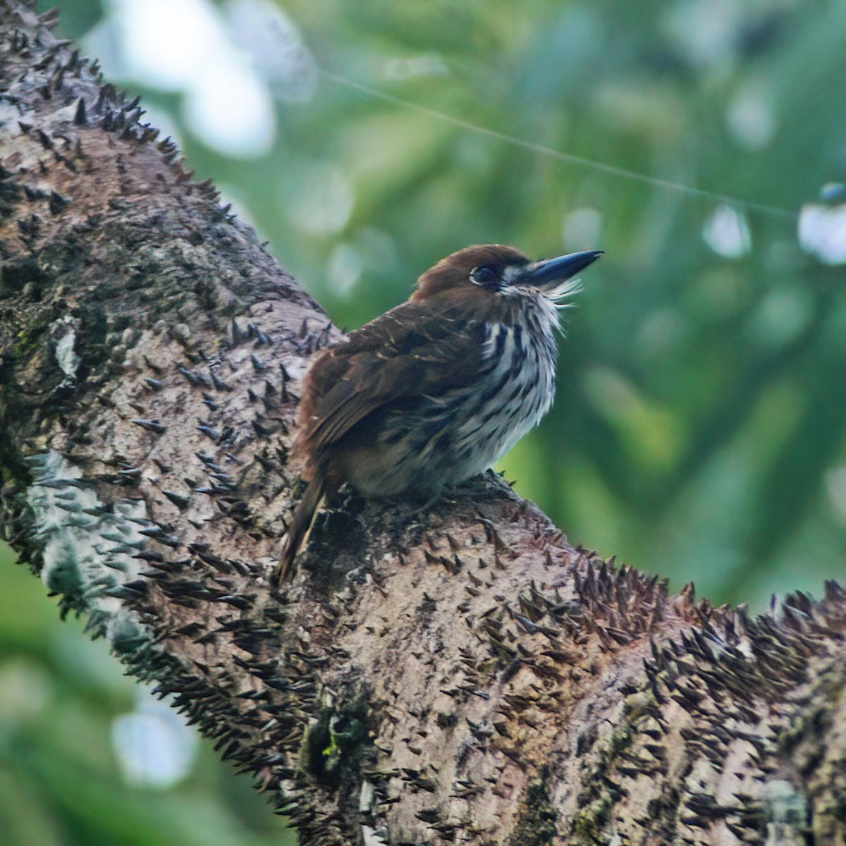 Лінивка мала - ML630133342