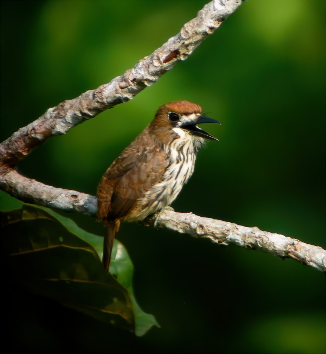 Лінивка мала - ML630133343