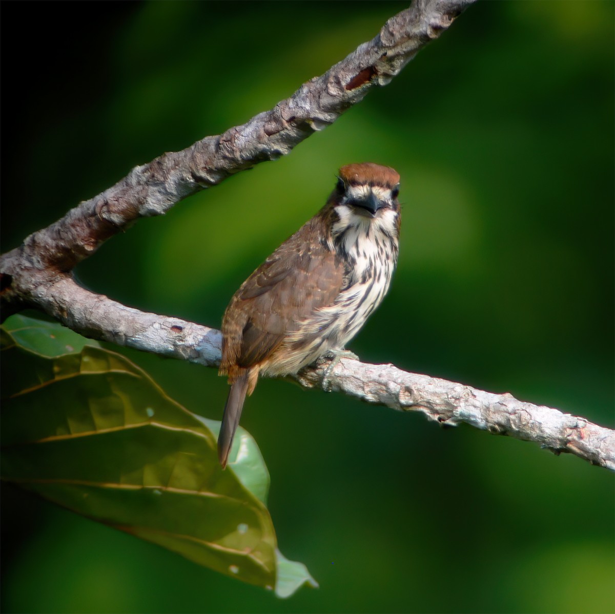 Лінивка мала - ML630133344