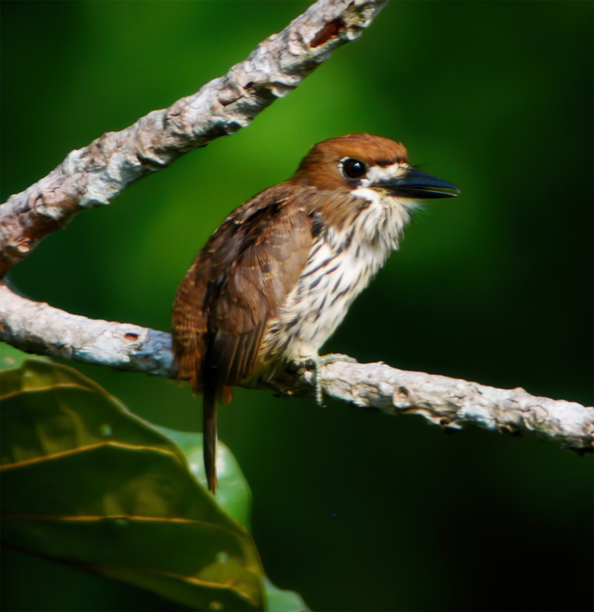 Лінивка мала - ML630133345