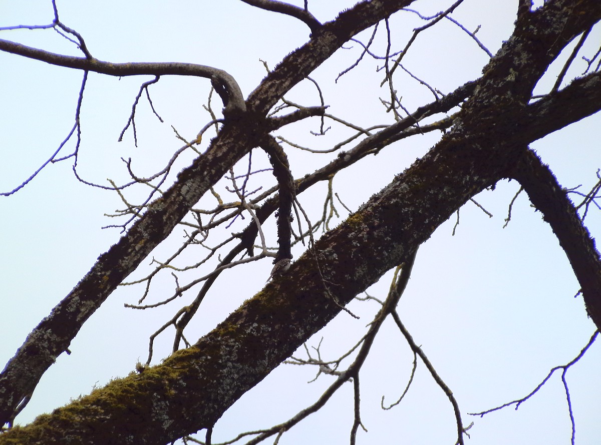 Short-toed Treecreeper - ML630133349