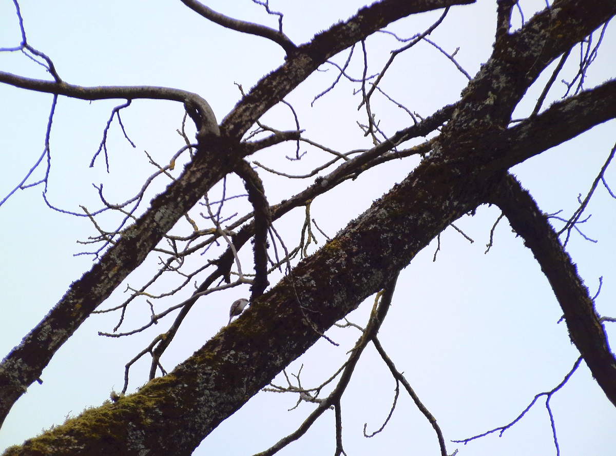 Short-toed Treecreeper - ML630133350