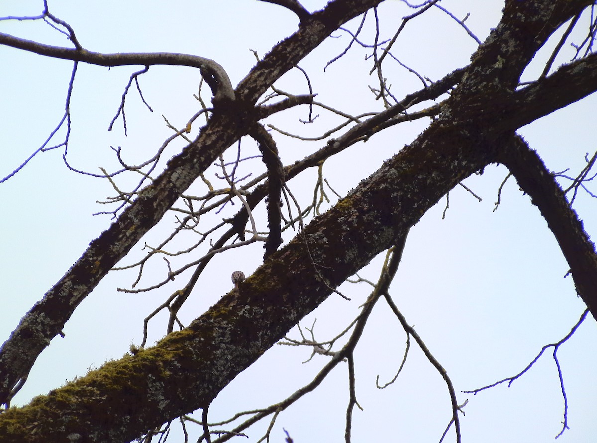 Short-toed Treecreeper - ML630133351