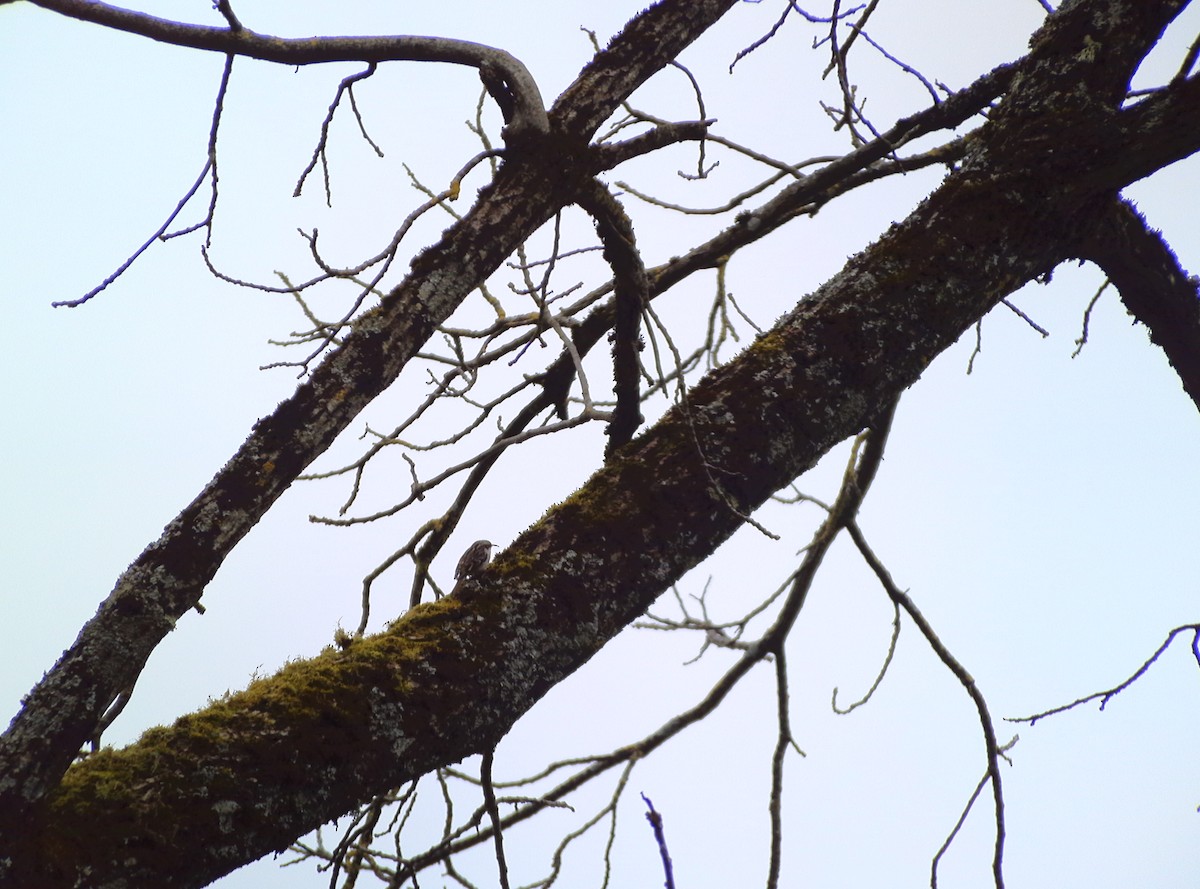 Short-toed Treecreeper - ML630133352