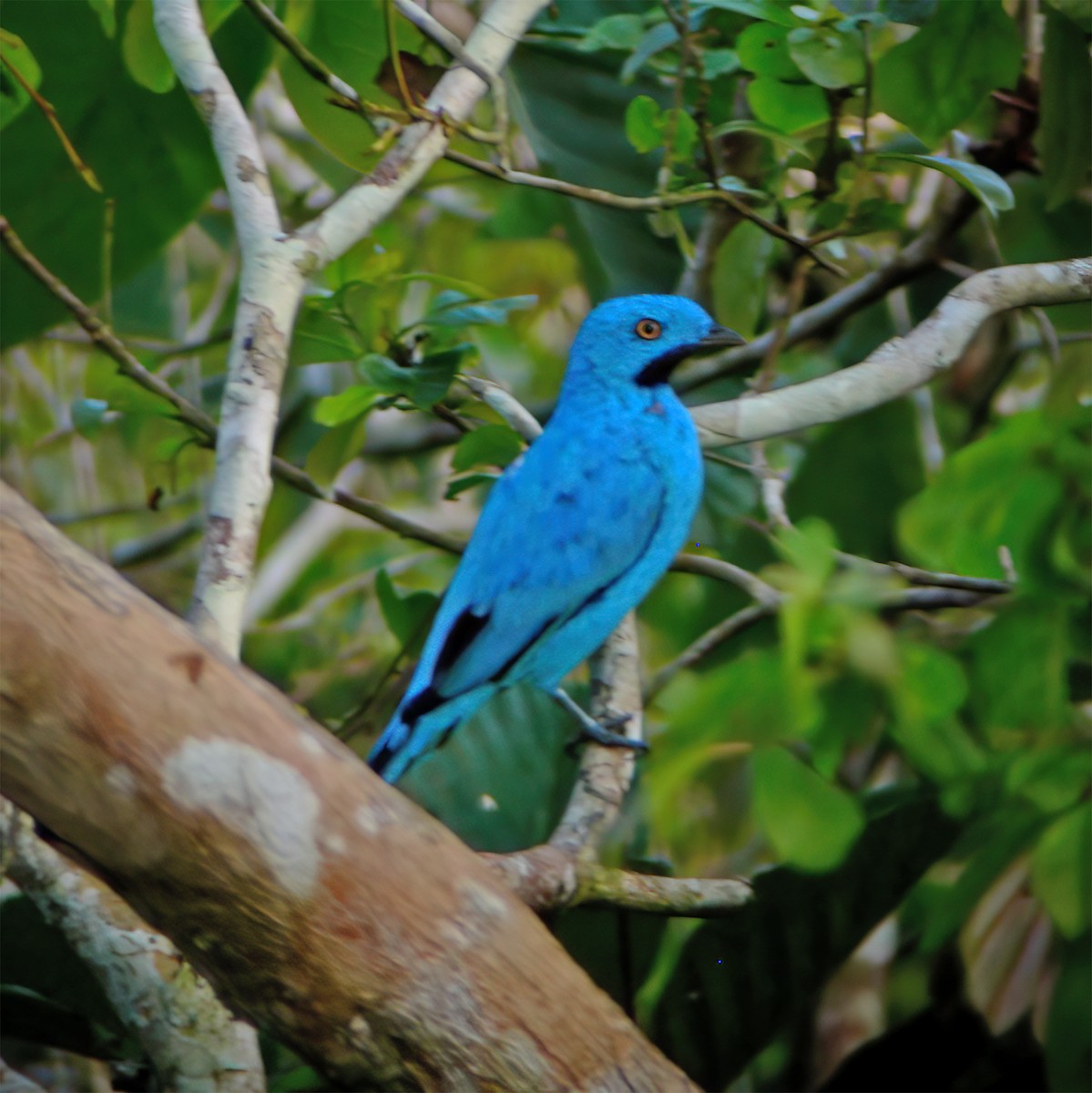 Котинга жовтоока - ML630133355