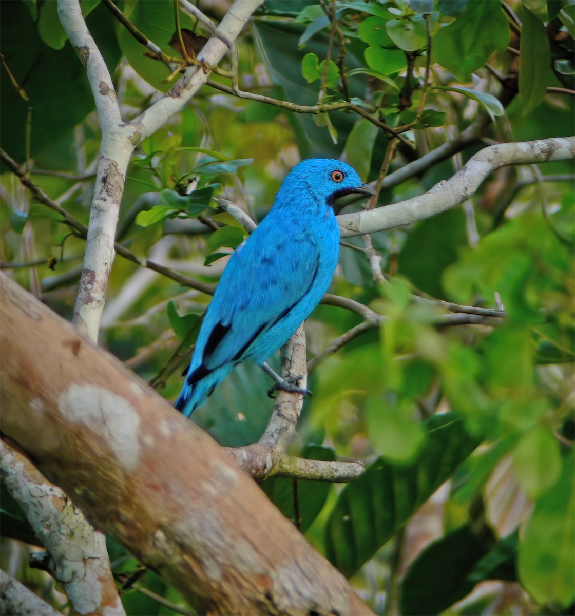 Котинга жовтоока - ML630133356