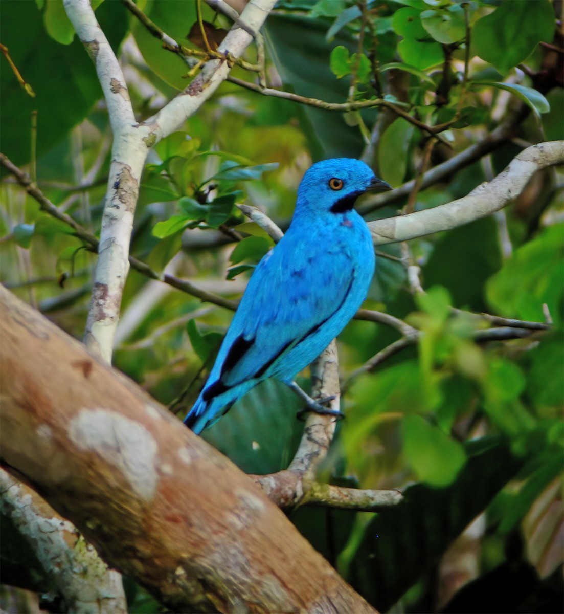 Котинга жовтоока - ML630133357