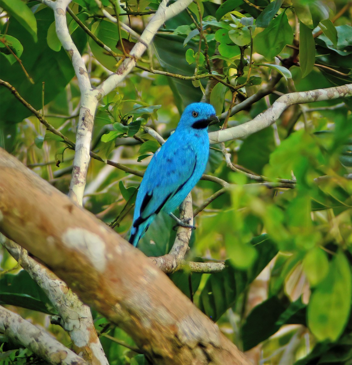 Котинга жовтоока - ML630133358