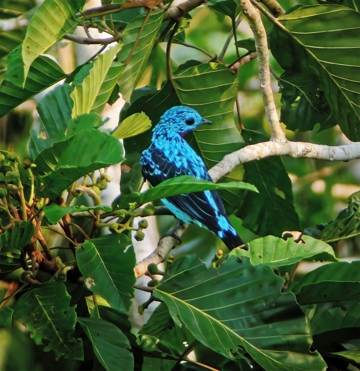 Котинга бірюзова - ML630133362