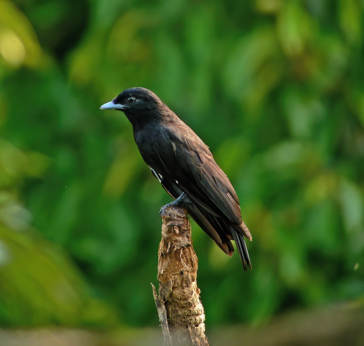 Плодоїд пурпуровий - ML630133367