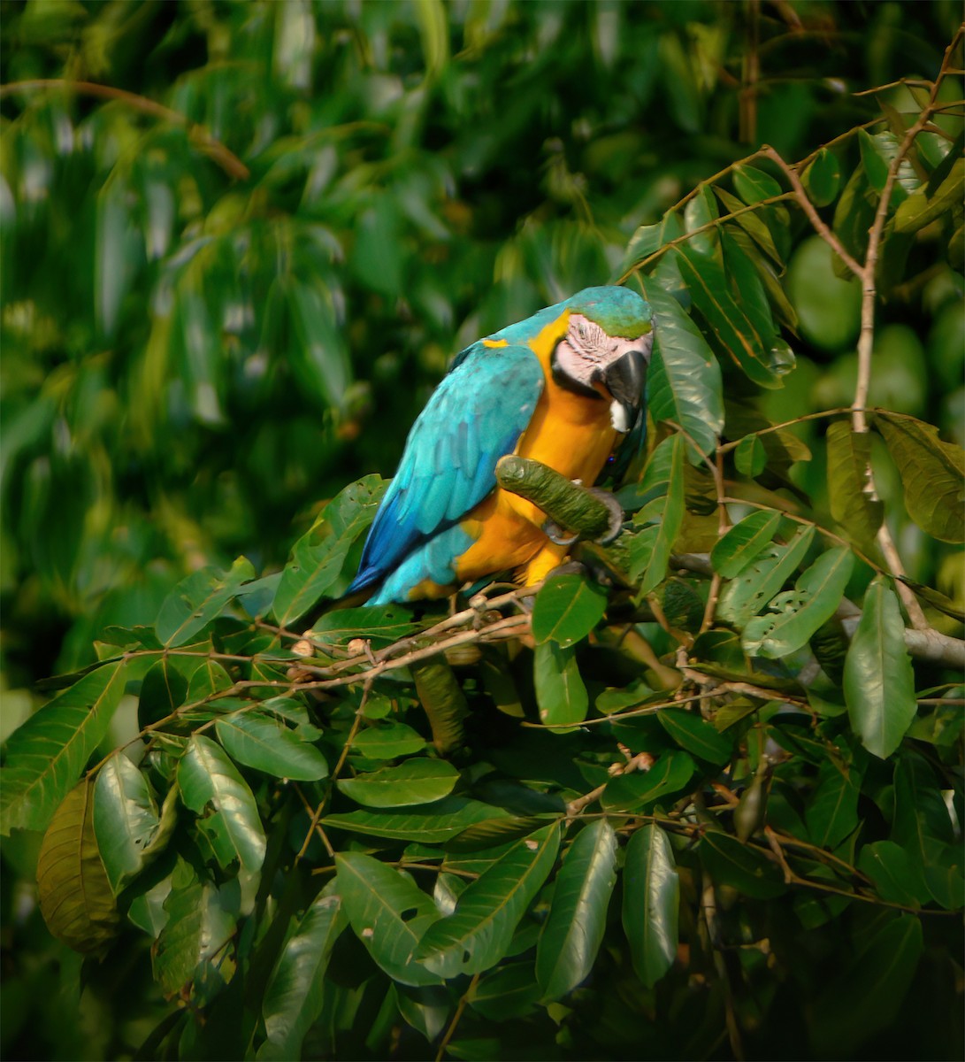 Араурана - ML630133378