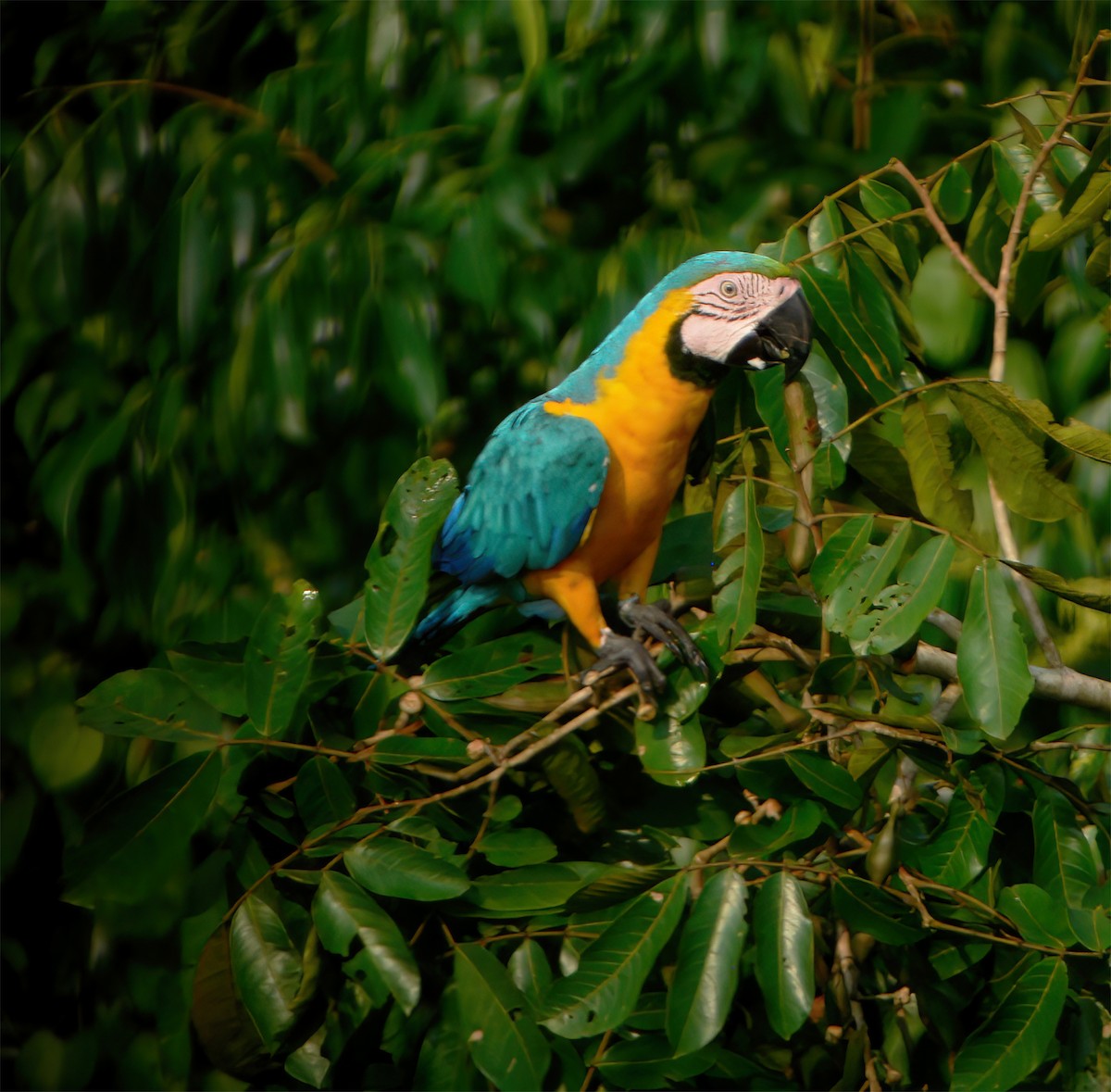 Араурана - ML630133379