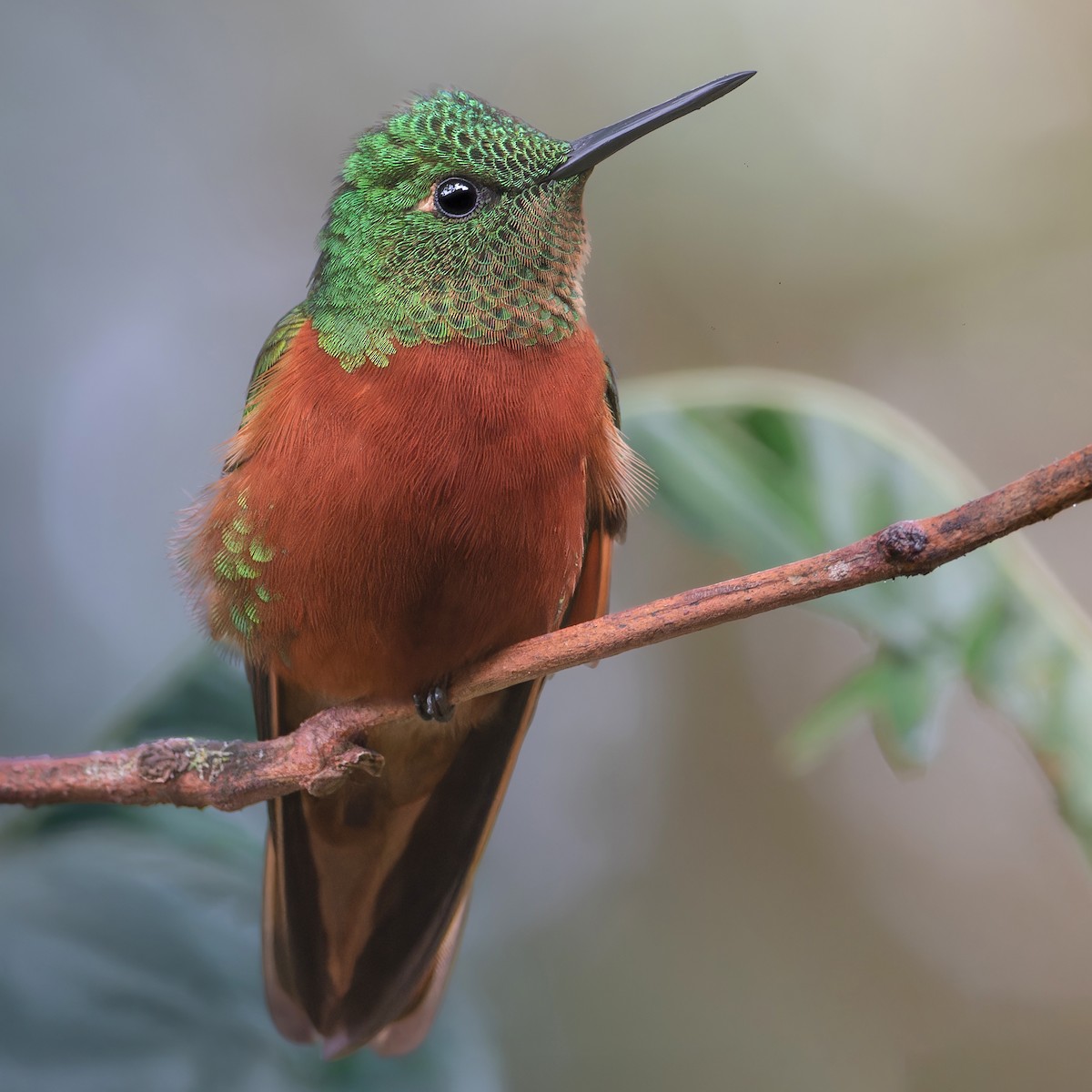 Chestnut-breasted Coronet - ML630133384