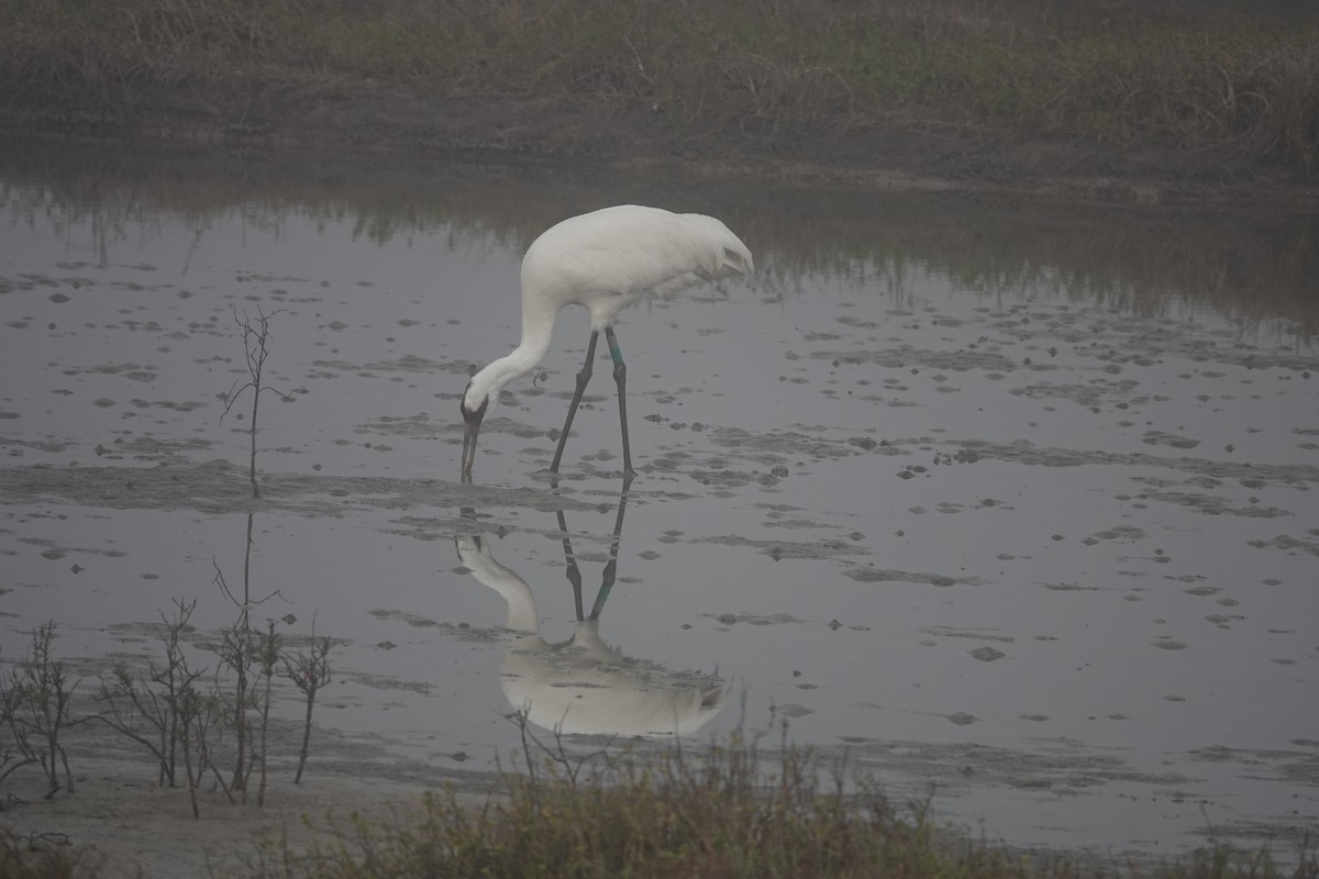 Whooping Crane - ML630133538