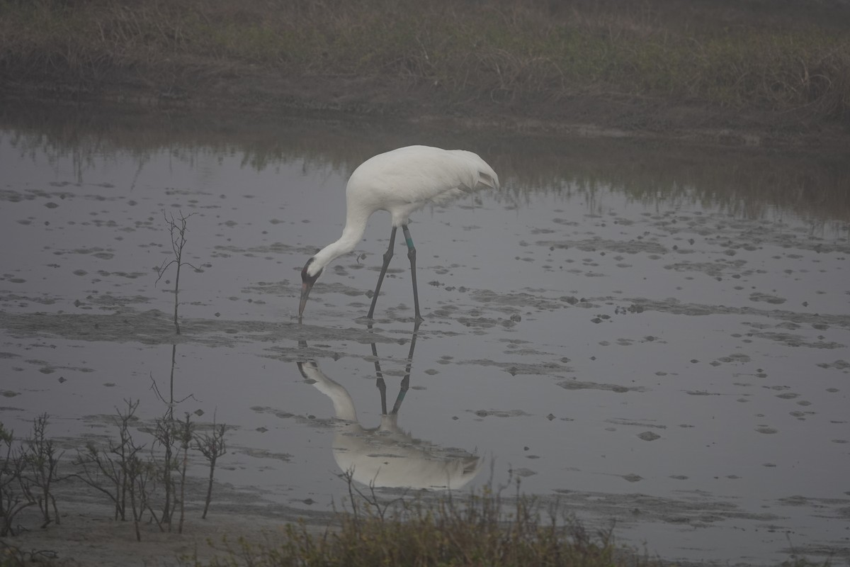 Whooping Crane - ML630133539