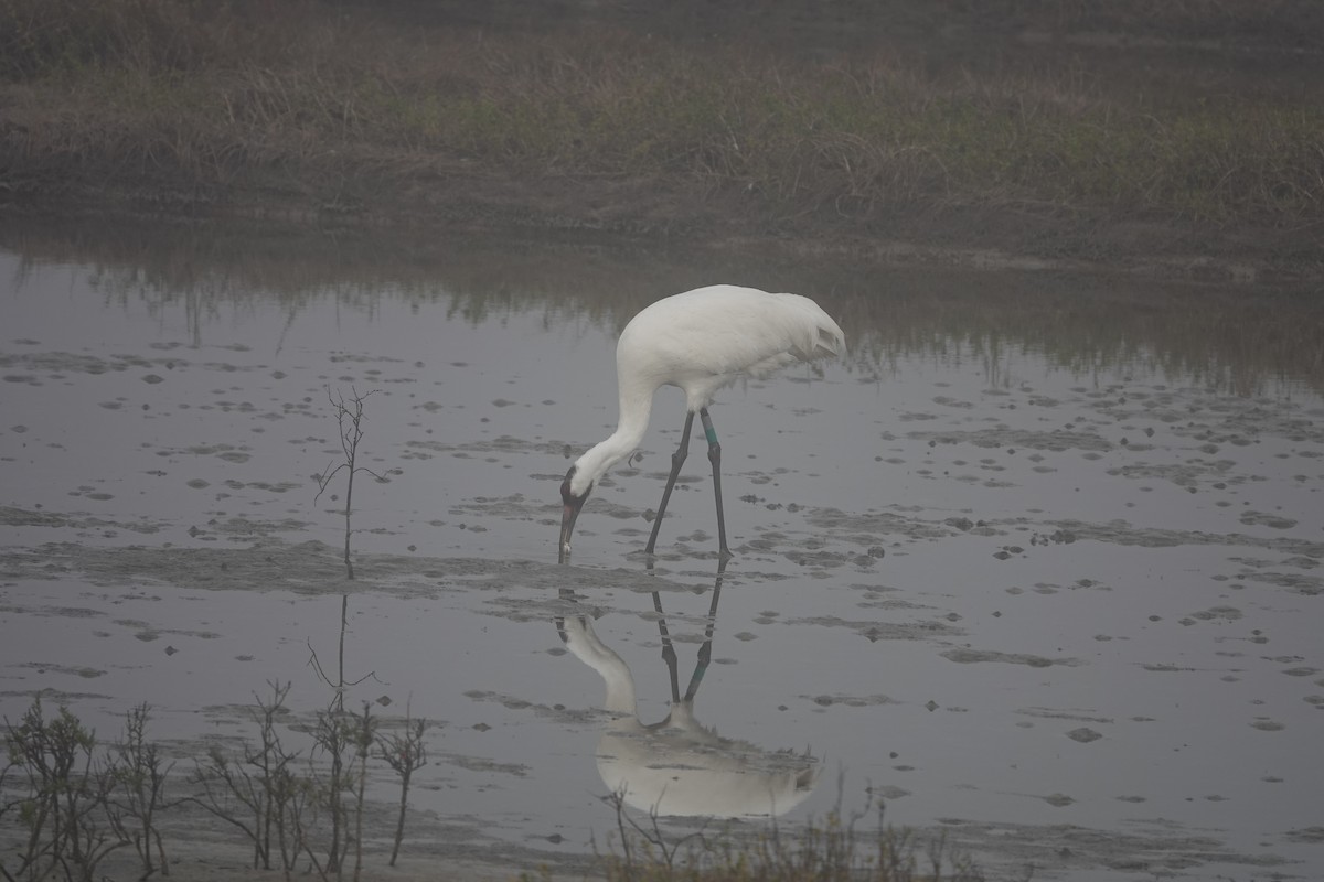 Whooping Crane - ML630133542