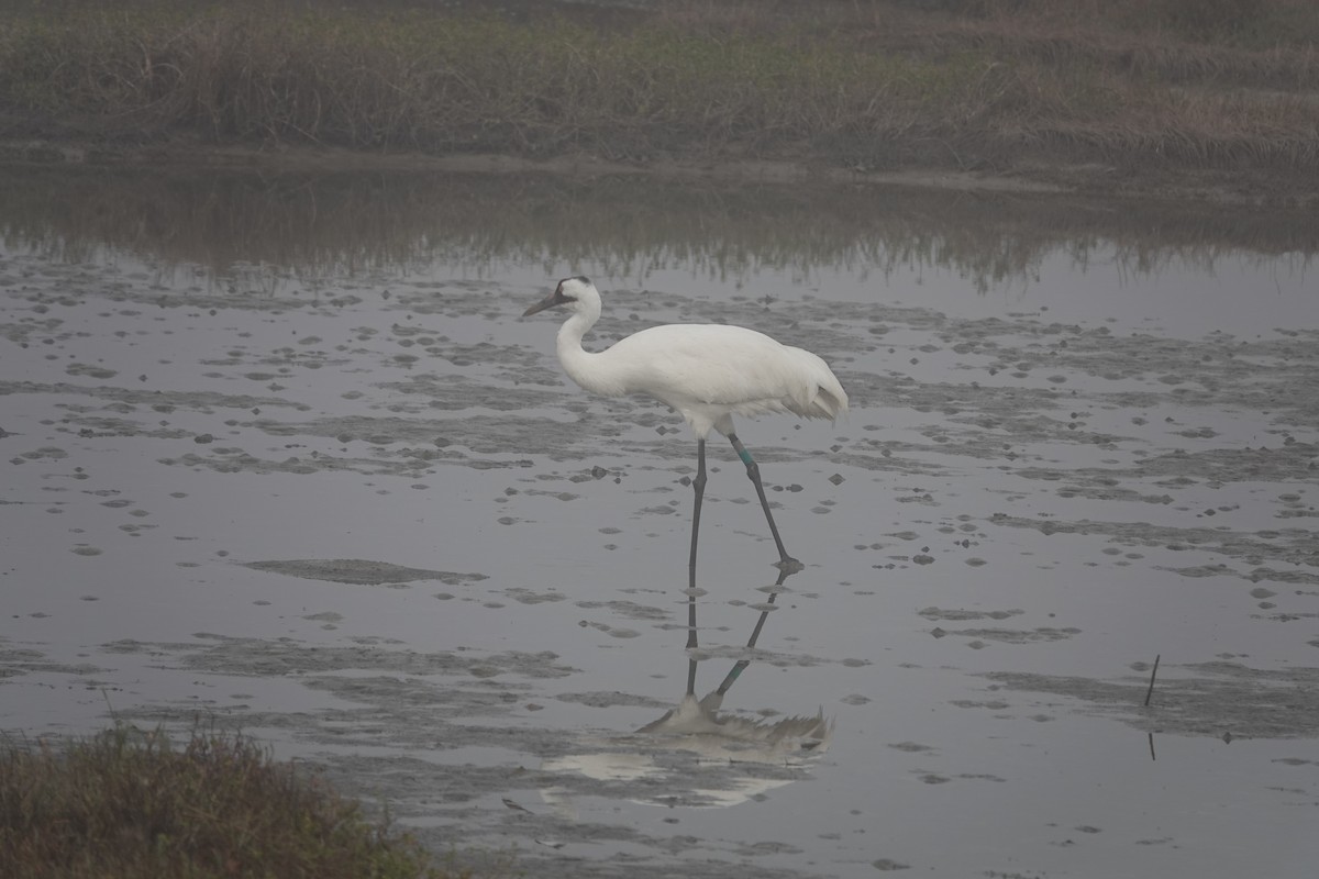 Whooping Crane - ML630133543