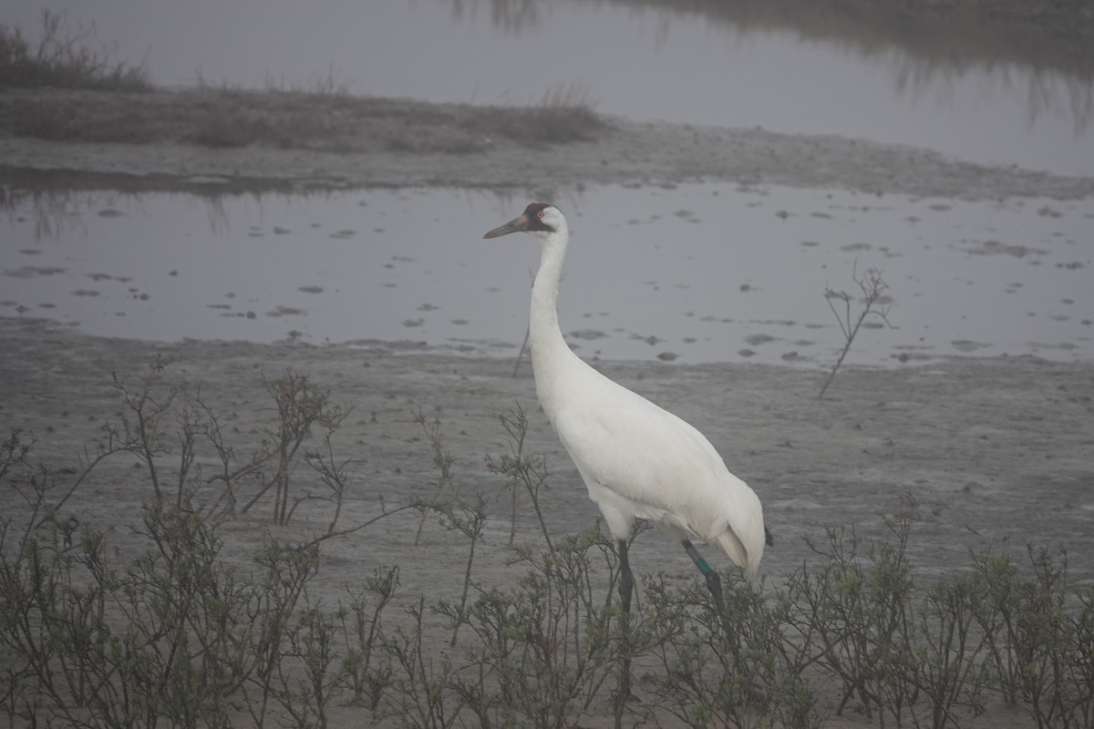 Whooping Crane - ML630133544