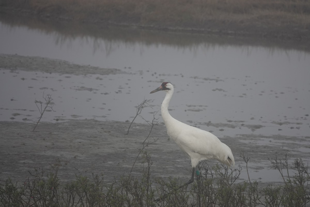 Whooping Crane - ML630133545