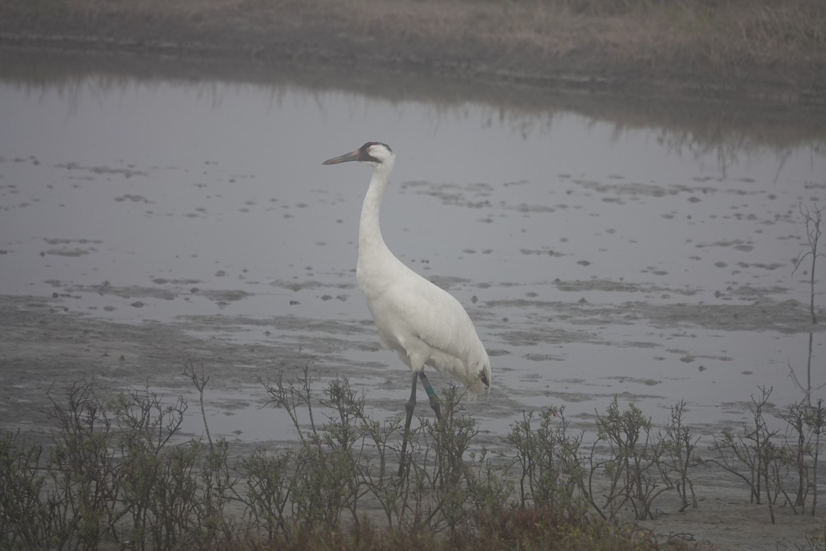 Whooping Crane - ML630133546