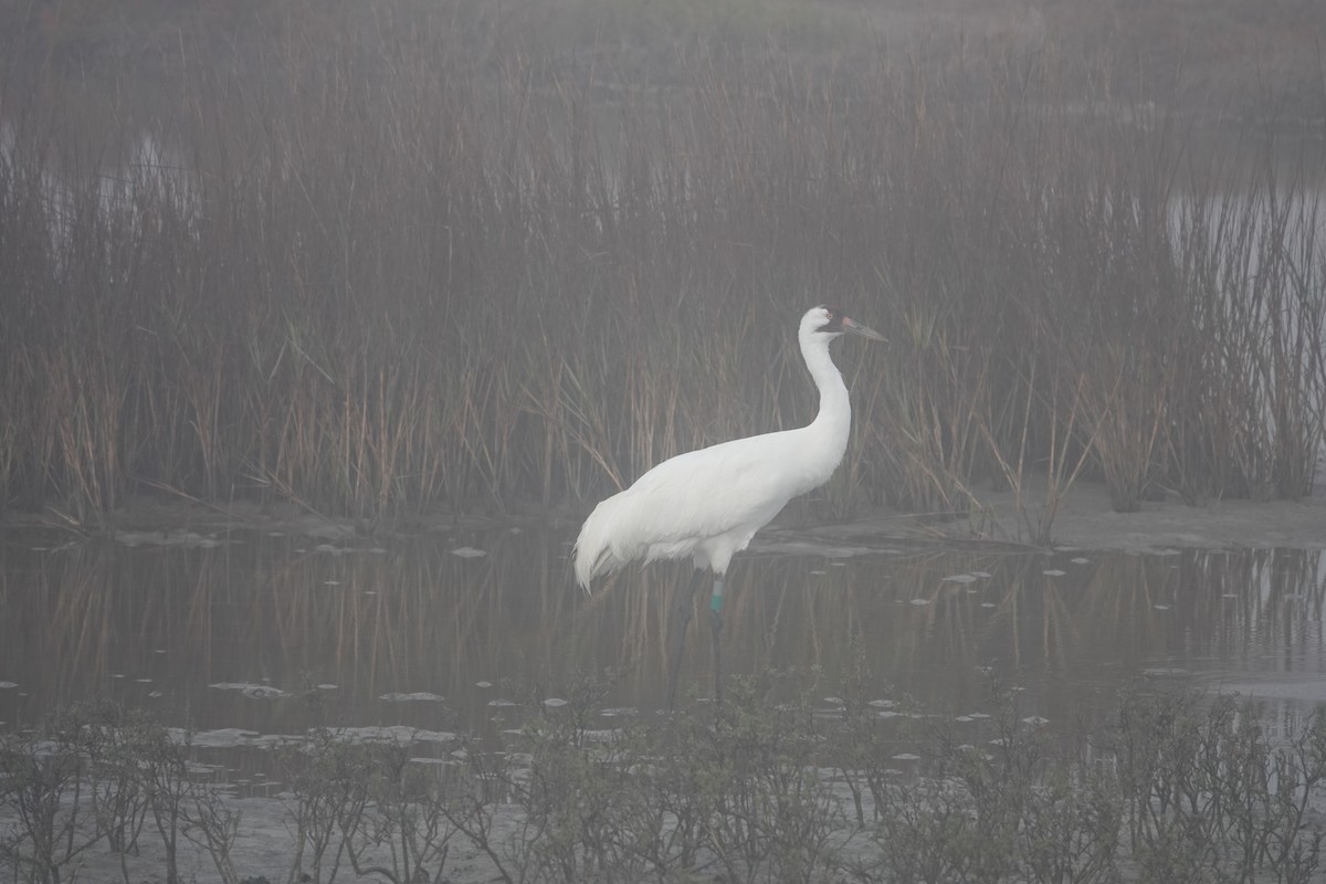 Whooping Crane - ML630133547