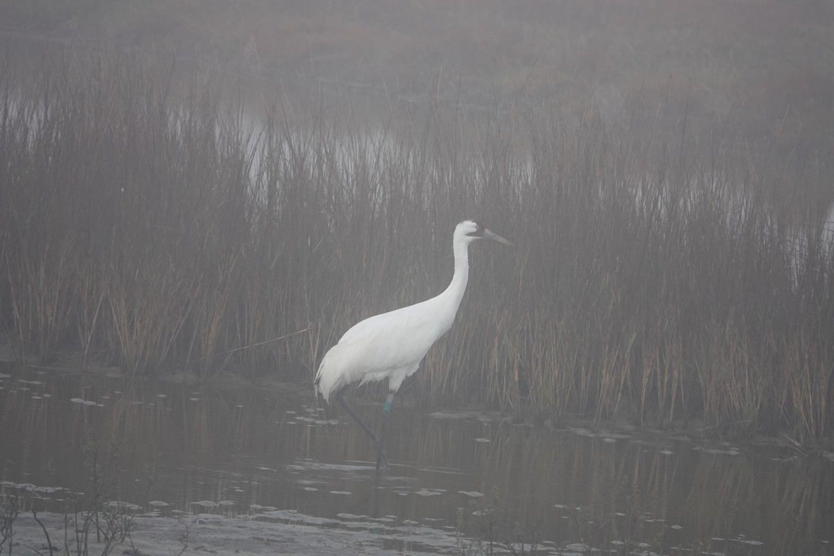 Whooping Crane - ML630133548