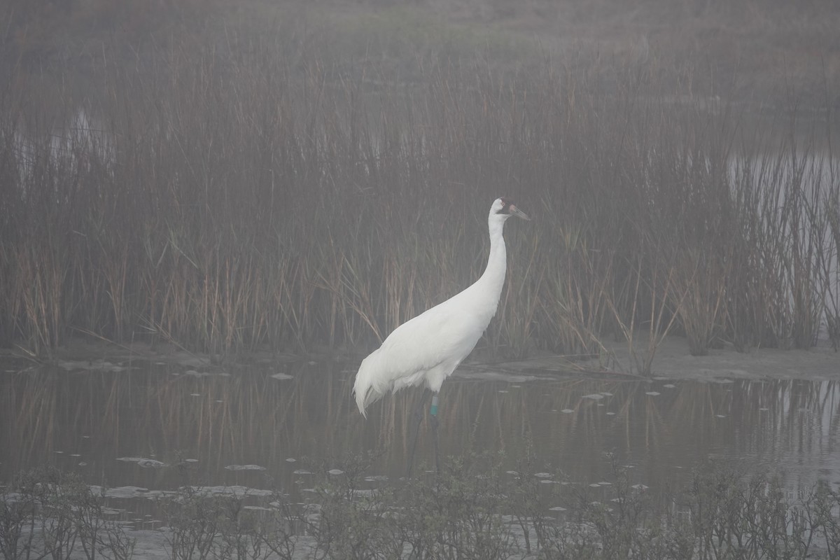 Whooping Crane - ML630133549