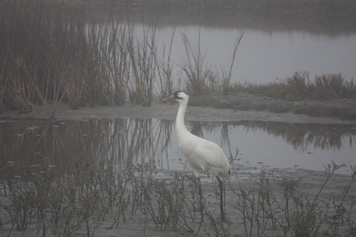 Whooping Crane - ML630133550