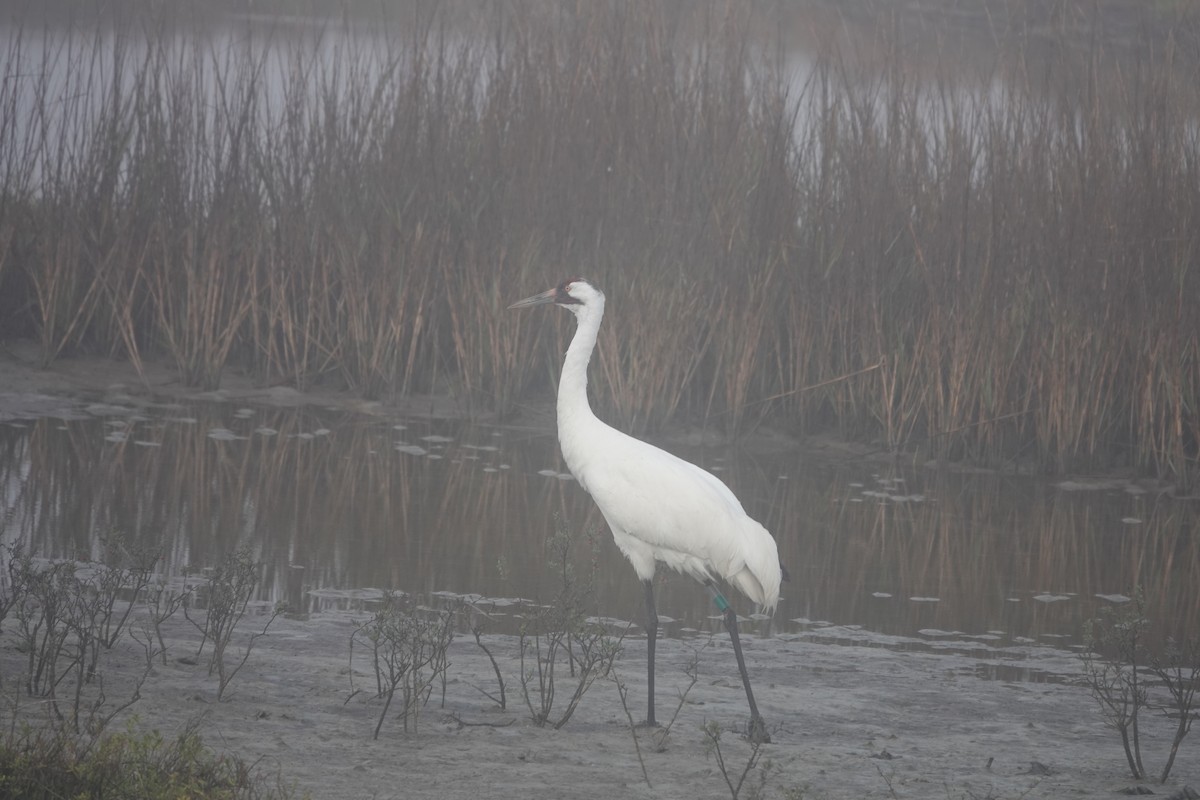 Whooping Crane - ML630133552