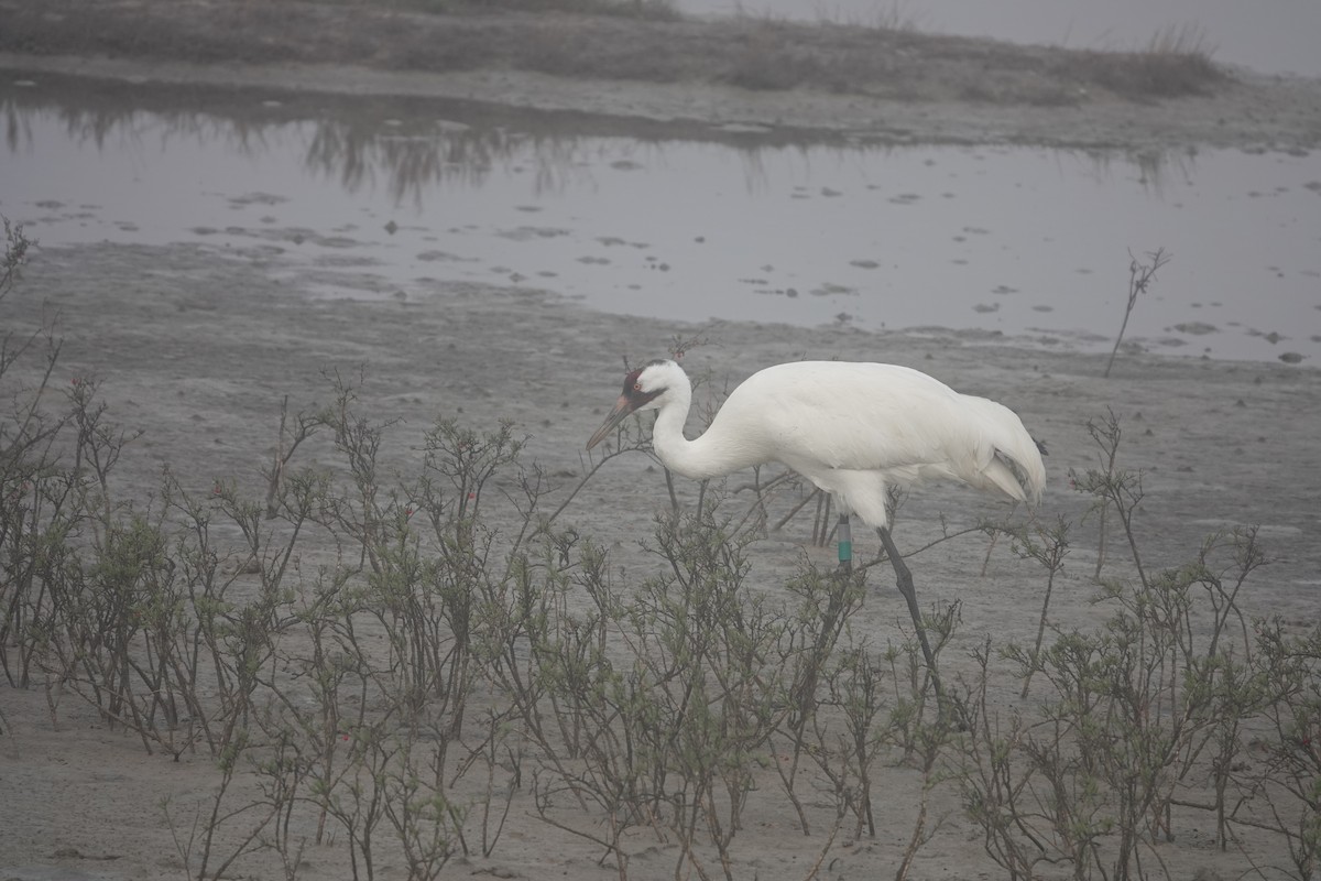 Whooping Crane - ML630133553