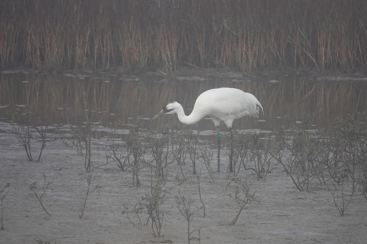 Whooping Crane - ML630133554