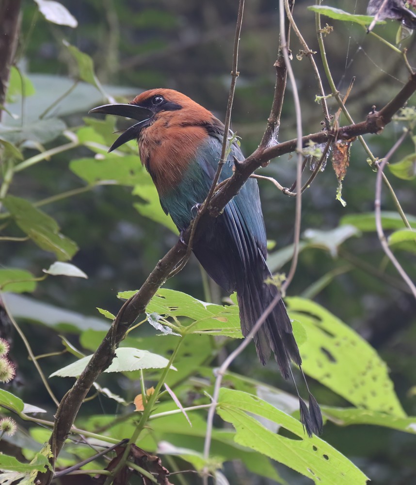 Rufous Motmot - ML630133562