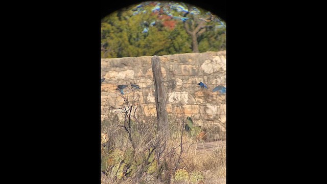 Mountain Bluebird - ML630133857