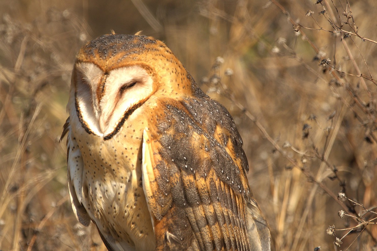 American Barn Owl - ML630134276