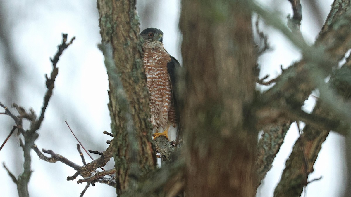 クーパーハイタカ - ML630134447