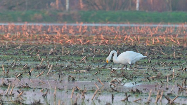 Whooper Swan - ML630134482