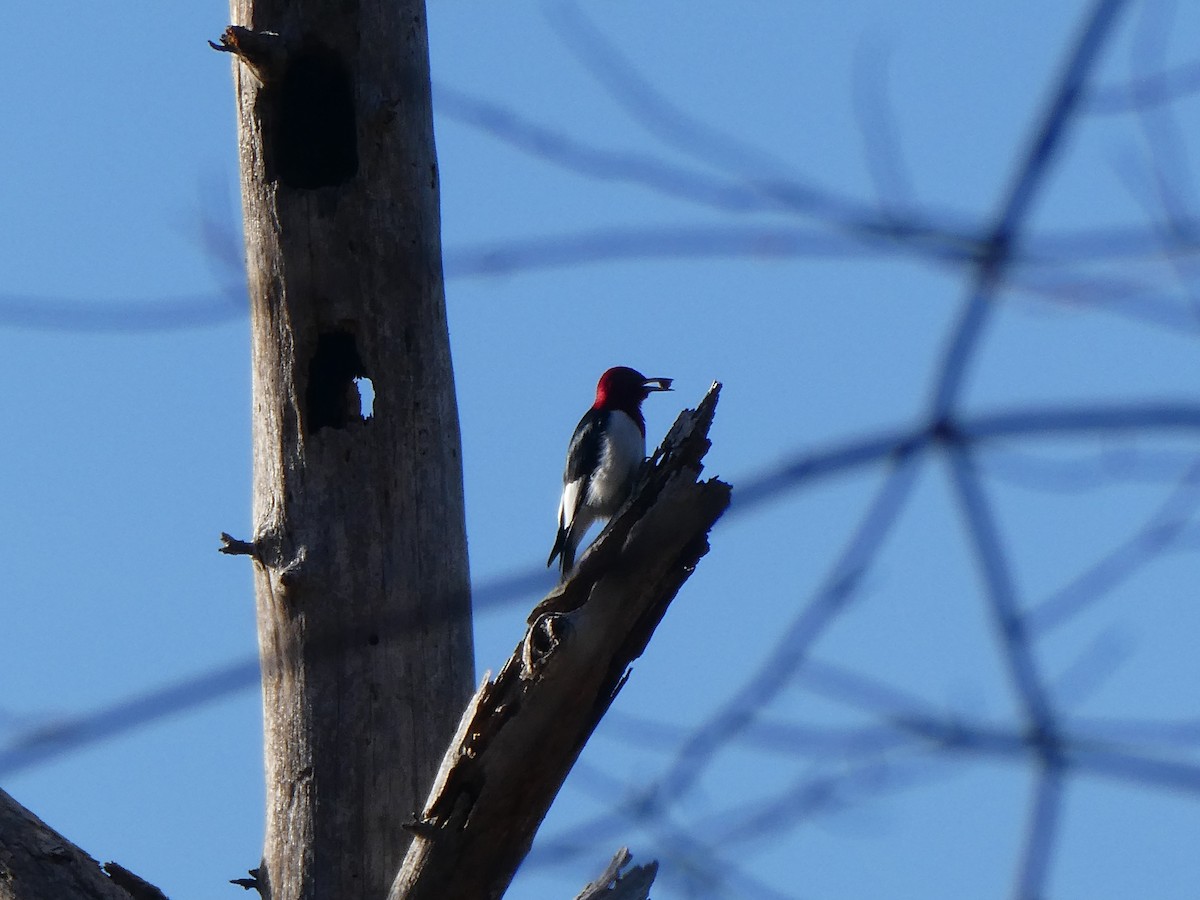 Red-headed Woodpecker - ML630134495