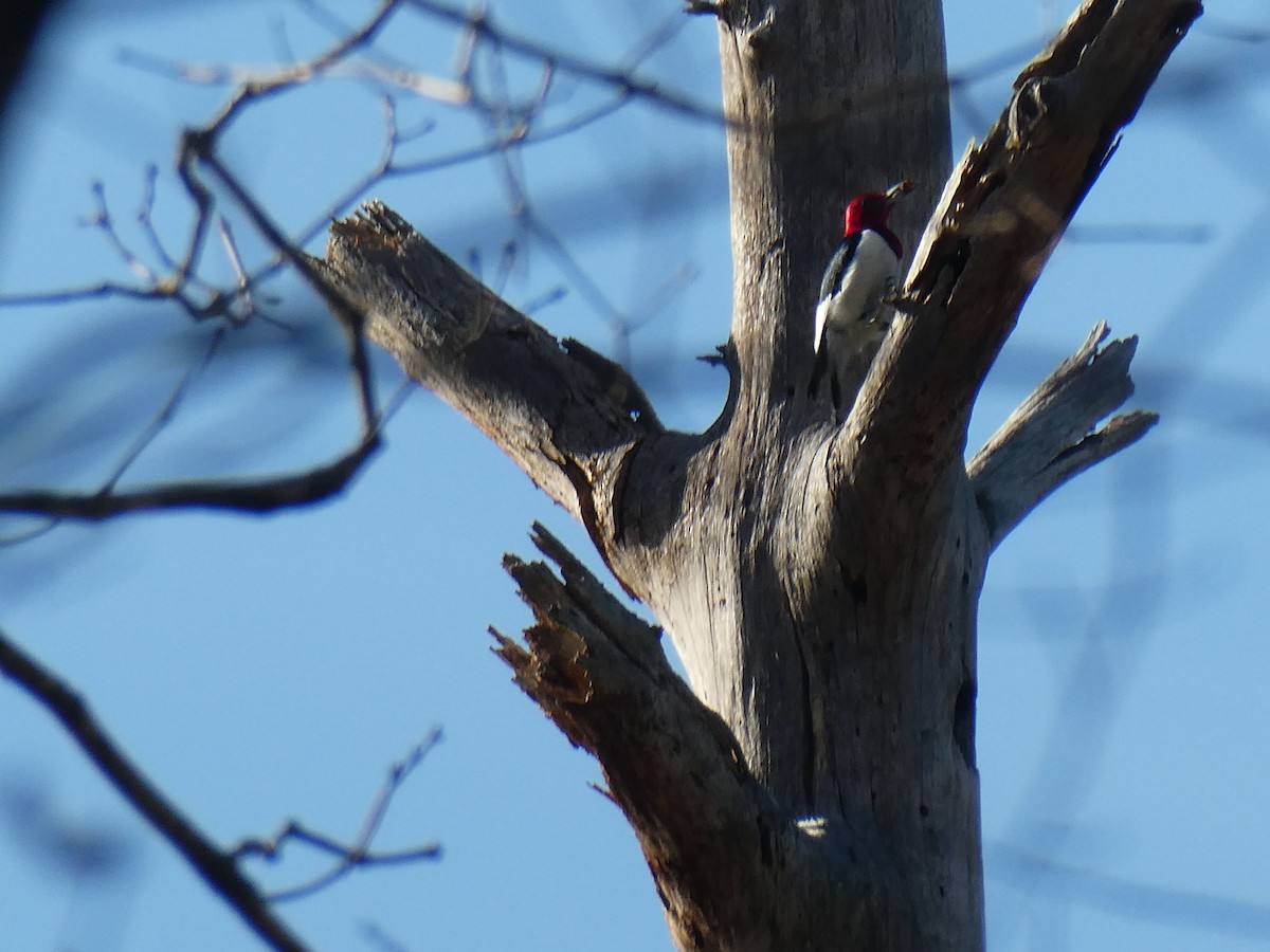 Red-headed Woodpecker - ML630134538