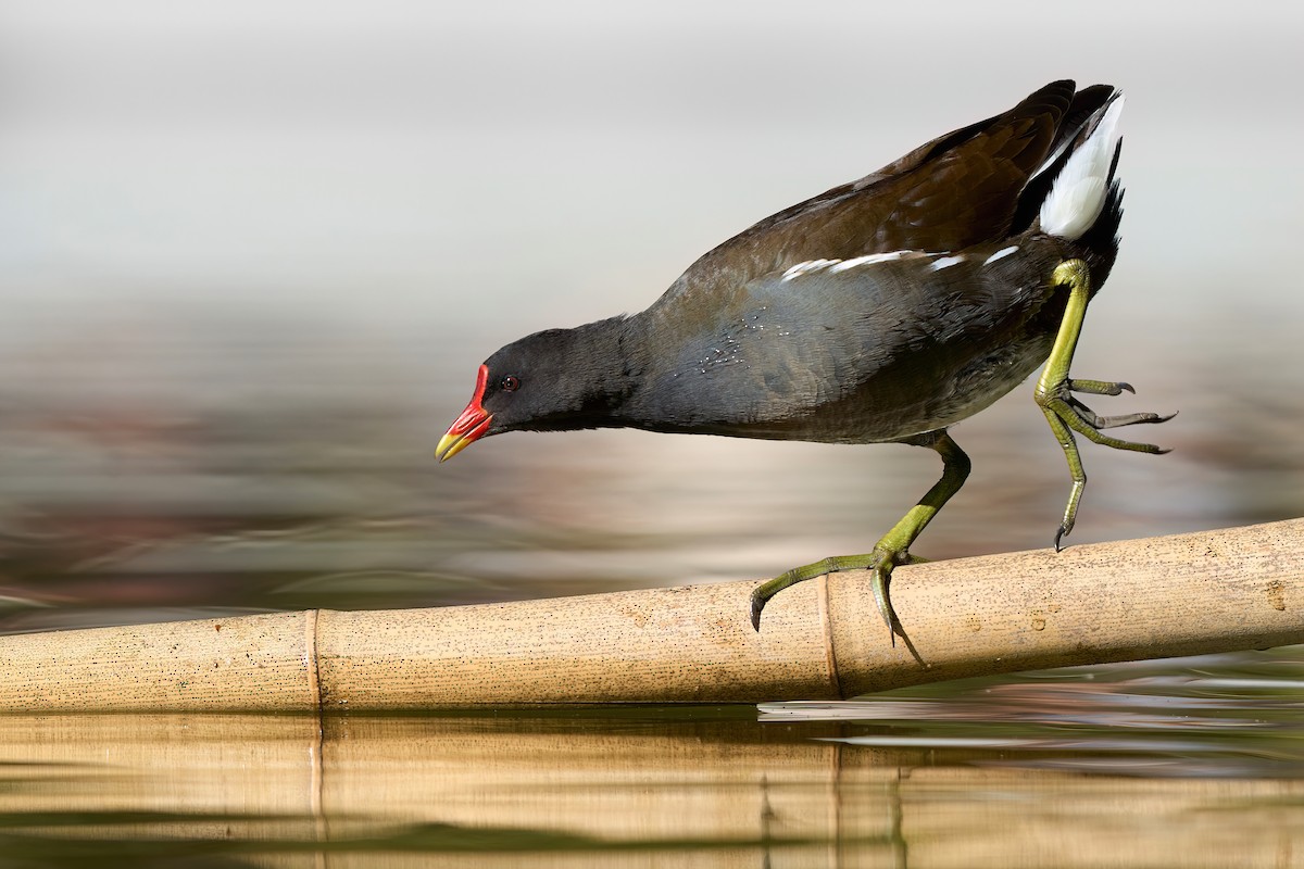 Eurasian Moorhen - ML630134554