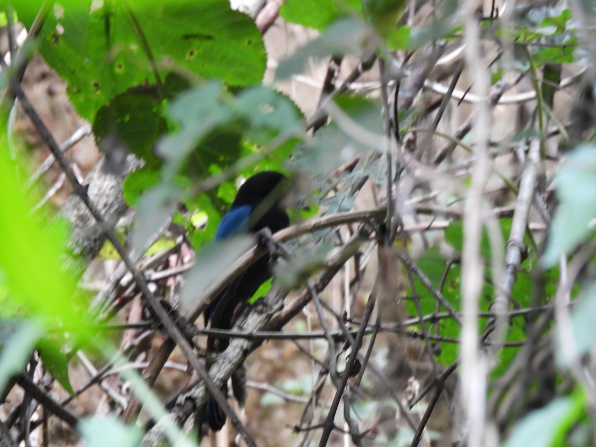 Bushy-crested Jay - ML630134606