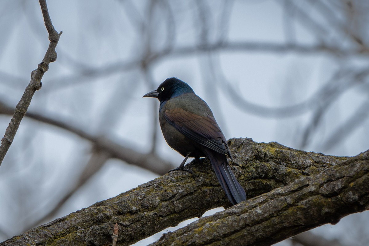 Common Grackle - ML630134855