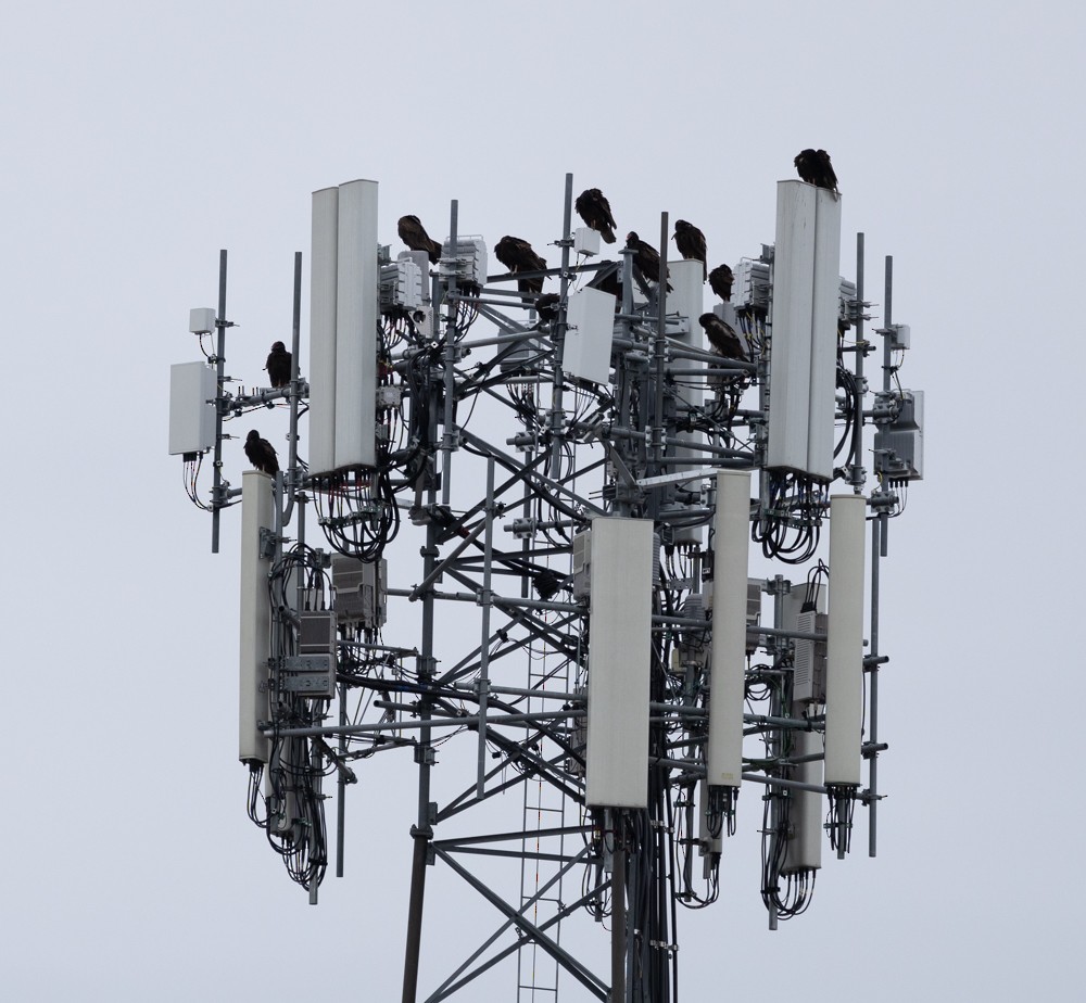 Turkey Vulture - ML630135028