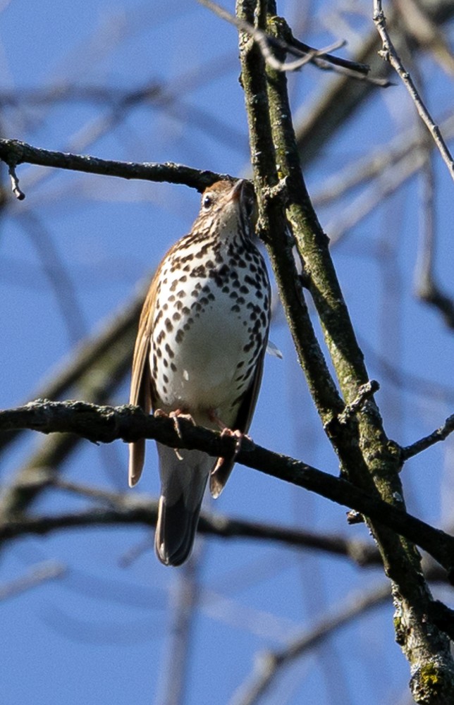 flekkskogtrost - ML630135123