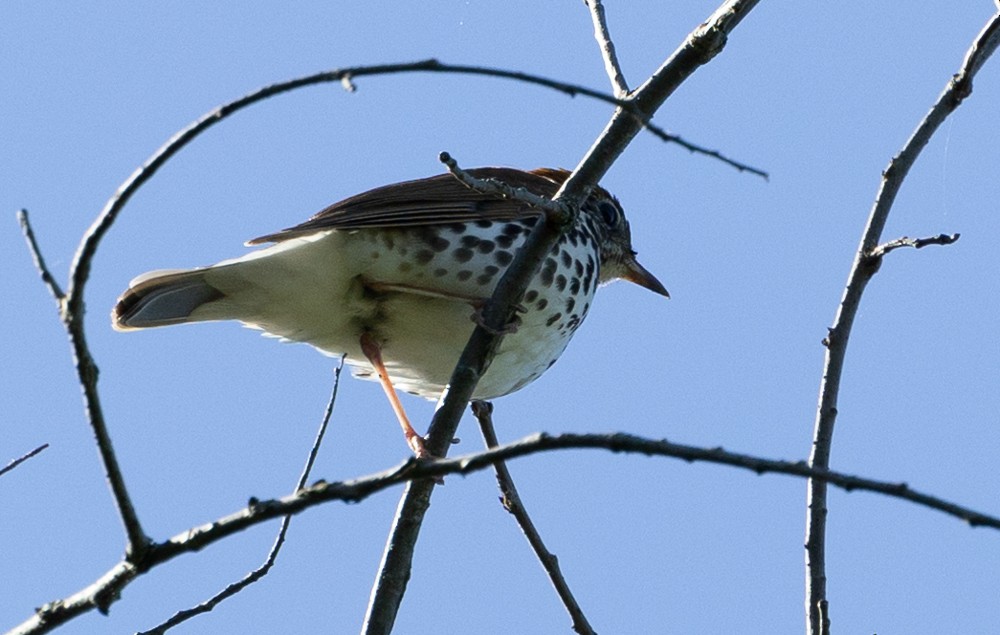 flekkskogtrost - ML630135124